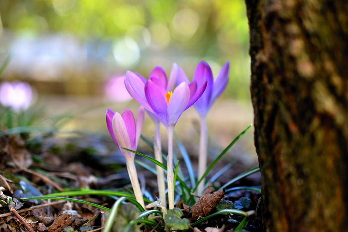 番红花、早熟花、春天、大自然、花朵、紫罗兰、弗林山芳、春天的预兆