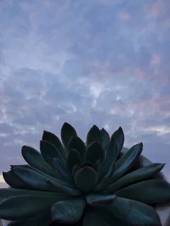 以色列,拿撒勒,自然,天空,云朵,日落,蓝色,植物 以色列,拿撒勒,自然,天空,云朵,日落,蓝色,植物