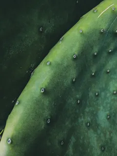 植物,仙人掌,食物,宏观,结构,特写,动物,鱼 植物,仙人掌,食物,宏观,结构,特写,动物,鱼