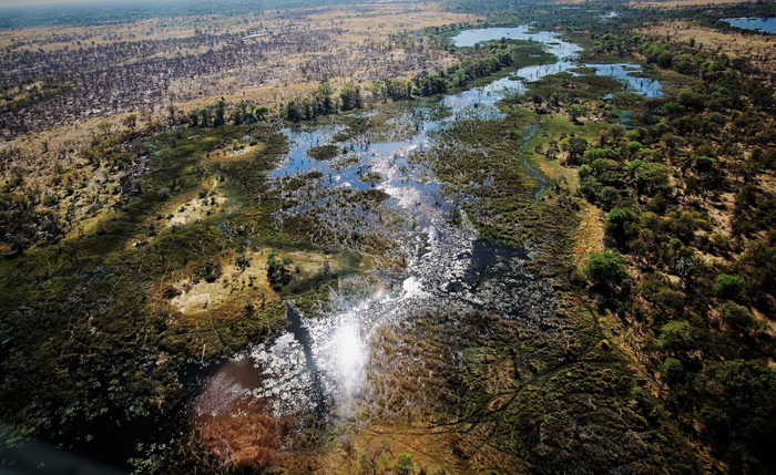 博茨瓦纳、okavango、delta、maun、自然之美、植物、场景-自然、树木