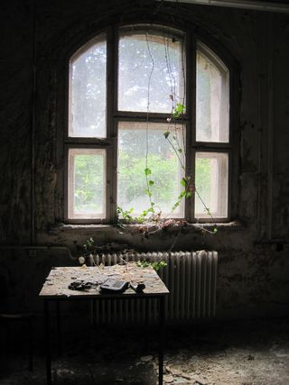 藤蔓植物，玻璃窗，阳光，室外，来，侧边，房间，藤蔓