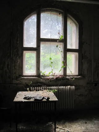 藤蔓植物，玻璃窗，阳光，室外，来，侧边，房间，藤蔓