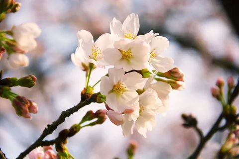 浅,焦点,白色,花,樱花,鱿鱼,呀,是的是的 浅,焦点,白色,花,樱花,鱿鱼,呀,是的是的
