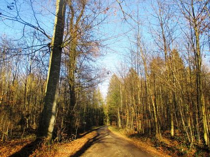 森林小径，森林，田园，迁徙小径，小径，徒步旅行，树木，瑞士