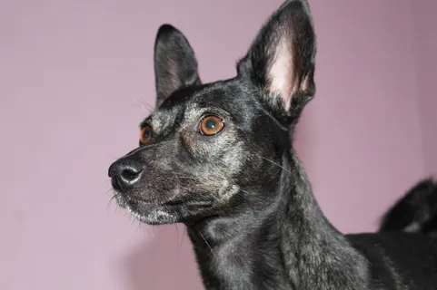 狗，动物，虔诚，粉色，黑色，宠物，一只动物，家养