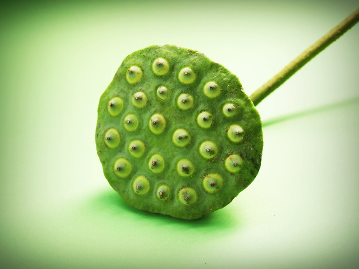 莲花、种子、花、叶、豆荚、印度、特写、孤立
