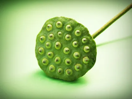 莲花、种子、花、叶、豆荚、印度、特写、孤立 莲花、种子、花、叶、豆荚、印度、特写、孤立
