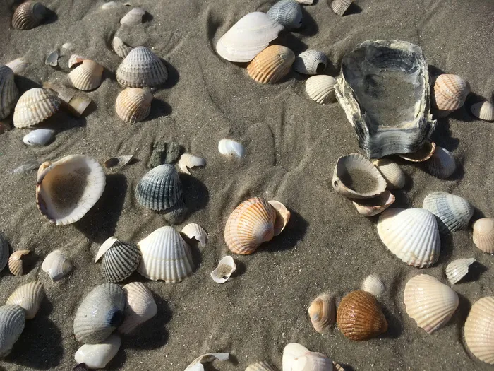 北海，大海，海滩，海滩，沙滩，贻贝，海岸，海滩，沙滩，海边