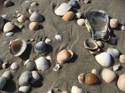 北海，大海，海滩，海滩，沙滩，贻贝，海岸，海滩，沙滩，海边