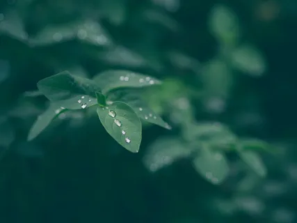微光照片,露水,水滴,绿色,叶子,植物,自然,模糊 微光照片,露水,水滴,绿色,叶子,植物,自然,模糊