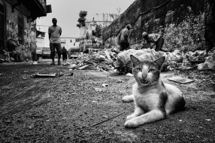 人，人，猫，宠物，动物，哺乳动物，桑给巴尔，石头城