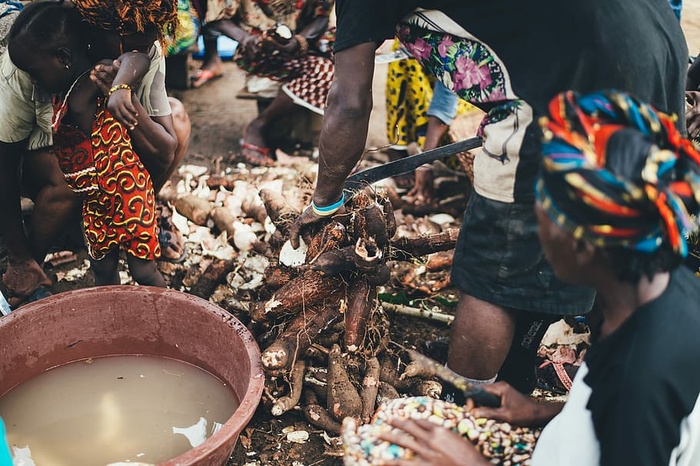 塞拉利昂村民在准备木薯根