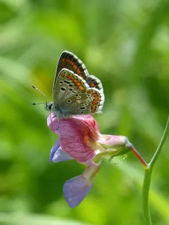 蝴蝶、aricia cramera、黑发、moreneta southern、花朵、香豌豆、菱角、自然 蝴蝶、aricia cramera、黑发、moreneta southern、花朵、香豌豆、菱角、自然