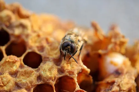 蜜蜂,蜂巢,哈奇,小,蜂蜜,蜜蜂,永远,蜂巢 蜜蜂,蜂巢,哈奇,小,蜂蜜,蜜蜂,永远,蜂巢