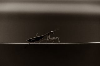 螳螂，螳螂，虫子，昆虫，黑白，单色，情绪，气氛