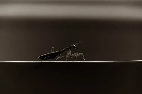 螳螂,螳螂,虫子,昆虫,黑白,单色,情绪,气氛 螳螂,螳螂,虫子,昆虫,黑白,单色,情绪,气氛
