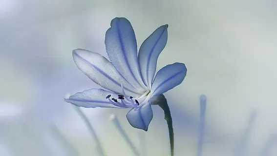 自然,花朵,植物群,夏天,叶子,美丽,明亮,色彩 自然,花朵,植物群,夏天,叶子,美丽,明亮,色彩