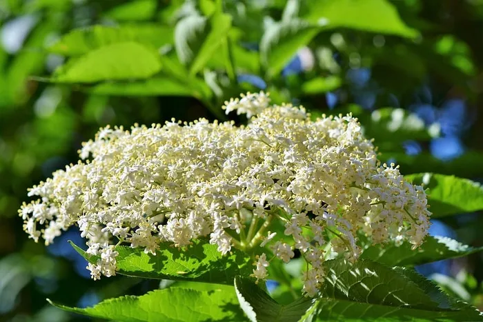 精选，对焦摄影，白色，丛生花，接骨木，接骨木花，花托灌木，黑接骨木