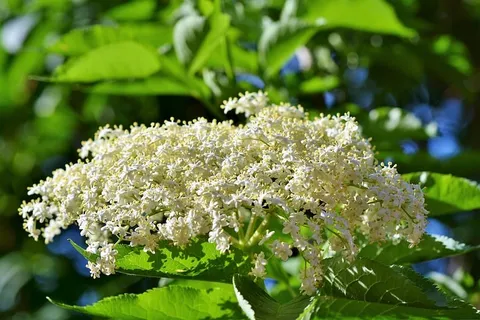 精选,对焦摄影,白色,丛生花,接骨木,接骨木花,花托灌木,黑接骨木 精选,对焦摄影,白色,丛生花,接骨木,接骨木花,花托灌木,黑接骨木