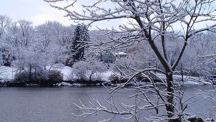 美国，哥伦布，河流，格里格斯水库，满是雪的树，雪，树，植物