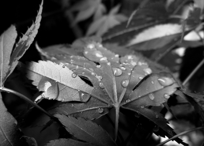 雨滴，雨，雨滴，树叶，雨滴，天气，自然，潮湿