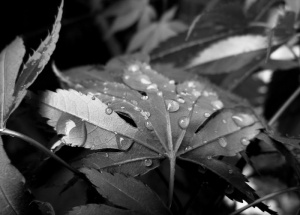 雨滴，雨，雨滴，树叶，雨滴，天气，自然，潮湿
