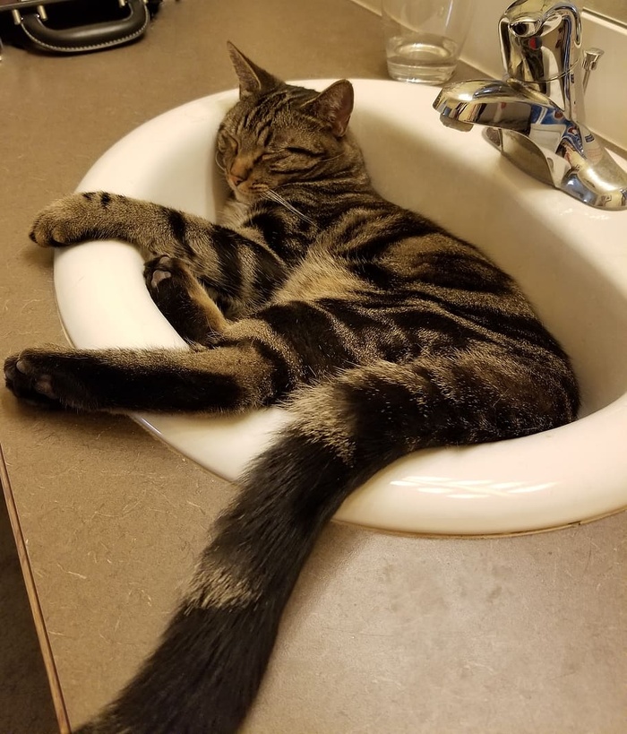 水槽，室内，猫，动物，哺乳动物，宠物，水龙头，水槽水龙头