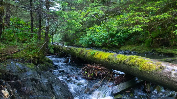 惠蒂埃，美国，小溪，小溪，自然，阿拉斯加，森林，格力