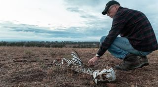 服装，衣服，鞋子，鞋类，人，人，动物，鸟