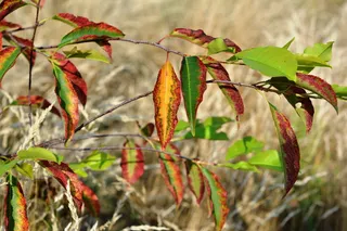 叶子, 传单, 秋天, 多彩, 自然, 植物, 植物部分, 叶