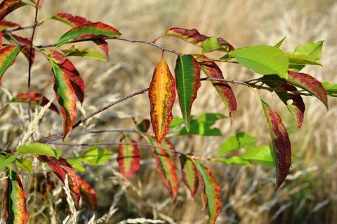 叶子, 传单, 秋天, 多彩, 自然, 植物, 植物部分, 叶 叶子, 传单, 秋天, 多彩, 自然, 植物, 植物部分, 叶