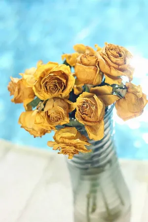 玫瑰，花朵，黄色，自然，美丽，花朵，浪漫，美丽