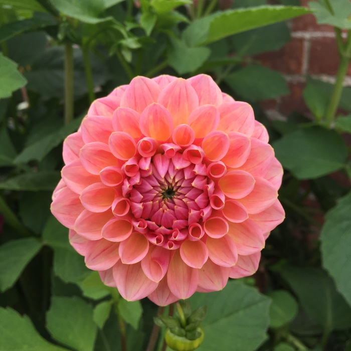 紫苑，粉红色，花朵，植物，开花植物，花朵，自然之美，花瓣