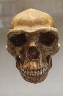 骷髅,骨头,骨头,人,博物馆,骷髅,死亡,死亡 骷髅,骨头,骨头,人,博物馆,骷髅,死亡,死亡