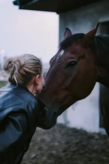 围栏里的棕色马