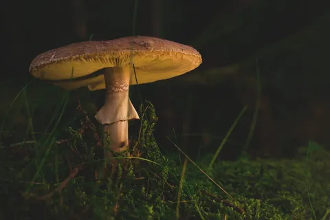 蘑菇,真菌,食物,户外,绿色,草,夜间,植物 蘑菇,真菌,食物,户外,绿色,草,夜间,植物