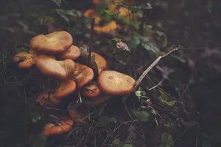 黑土上的橙蘑菇