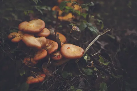 黑土上的橙蘑菇 黑土上的橙蘑菇