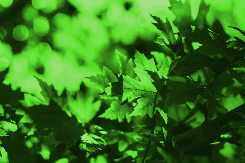 绿叶,叶子,绿色,绿叶背景,背景,壁纸,叶子,植物 绿叶,叶子,绿色,绿叶背景,背景,壁纸,叶子,植物