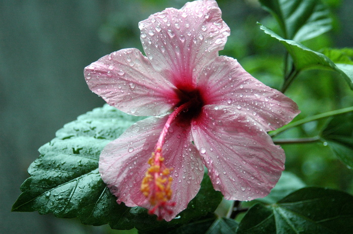 芙蓉，中国玫瑰，太平洋之花，花，自然之美，花瓣，植物，开花植物