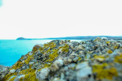 岩石被苔藓覆盖的浅层照片