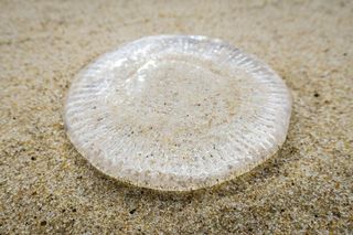 在美国，东汉普顿、东汉普敦主海滩、长岛、海洋、水母、旅行