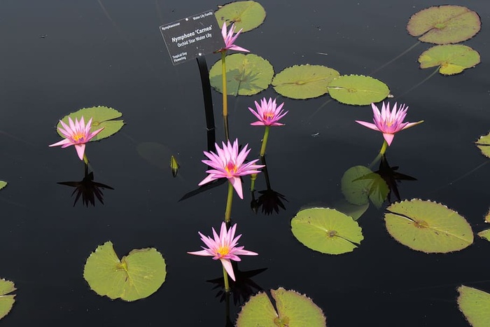 礼来、礼来、莲花、植物园、丹佛、花卉、开花植物、植物