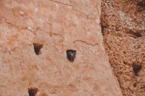 土壤、鸟类、动物、地面、户外、砖、考古、墙壁