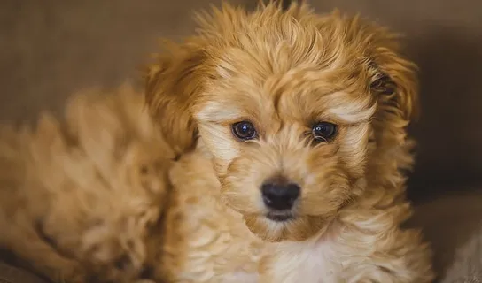 金色，猎犬小狗特写摄影，特写，摄影，棕色，哈瓦那，小狗，狗