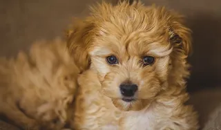 金色，猎犬小狗特写摄影，特写，摄影，棕色，哈瓦那，小狗，狗