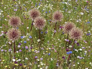 草地，公园，夏天，植物，花朵，红色，蕨类植物，自然