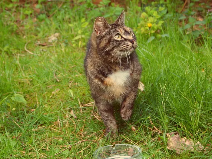 龟甲猫，散步，草地，猫，野猫，草地，抬头，眼神交流