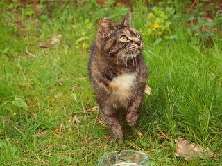 龟甲猫，散步，草地，猫，野猫，草地，抬头，眼神交流