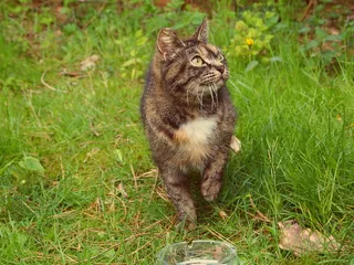 龟甲猫，散步，草地，猫，野猫，草地，抬头，眼神交流